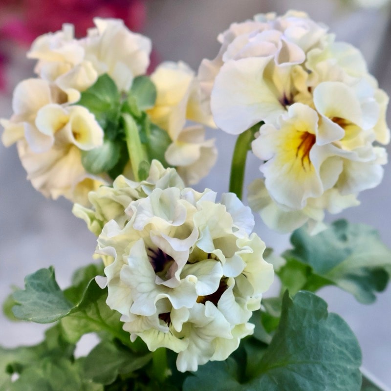 サトウ園芸さん育種「ローブドゥアントワネット」・2025年11月上旬ごろ