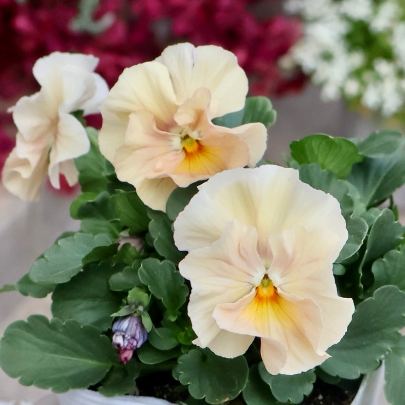 画像の現品1点限り★桐生ふぁ~む×花日和さんのビオラ「アイクルール」＜81番＞