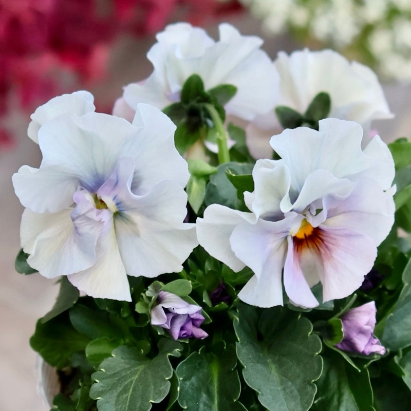 画像の現品1点限り☆桐生ふぁ~む×花日和さんのビオラ「アイクルール