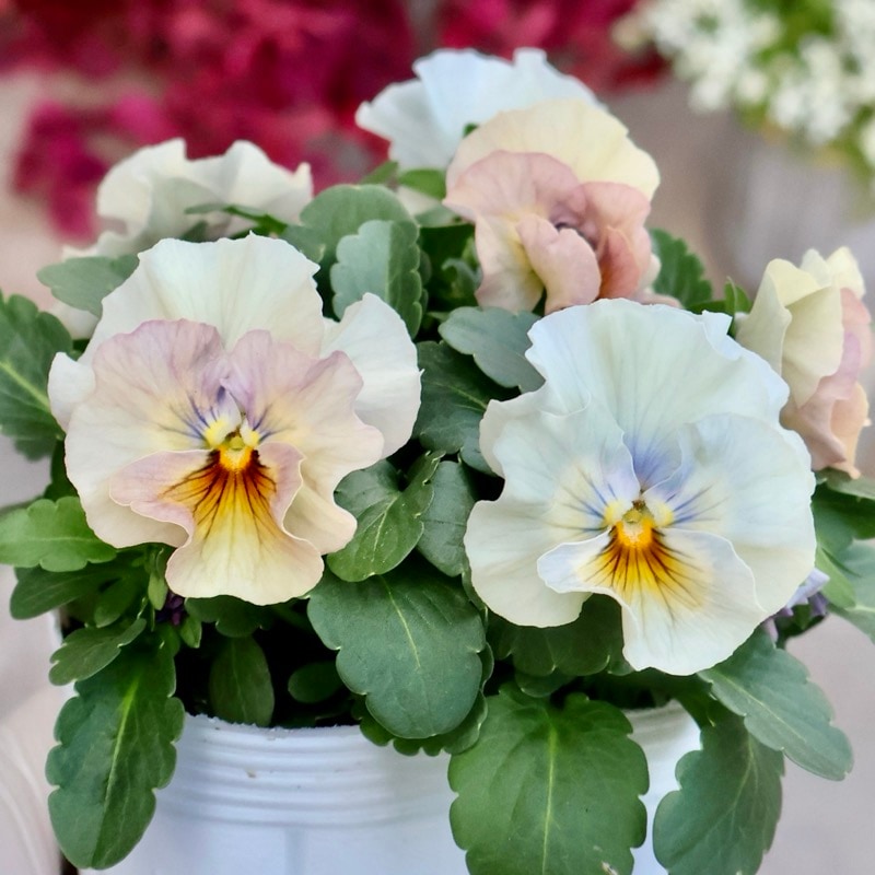 画像の現品1点限り☆桐生ふぁ~む×花日和さんのビオラ「アイクルール