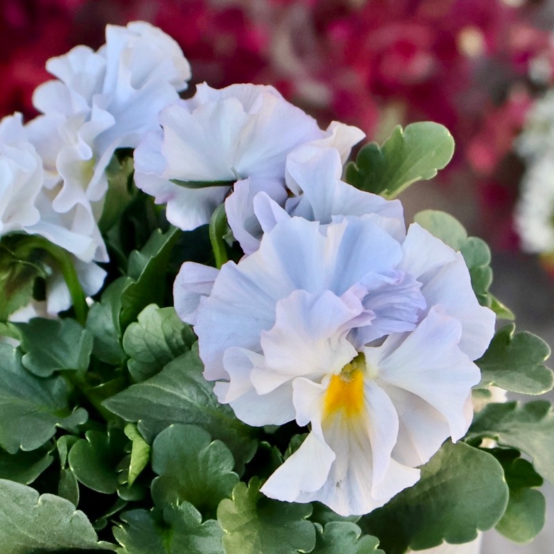 画像の現品1点限り★桐生ふぁ~む×花日和さんのビオラ「アイクルール」＜84番＞