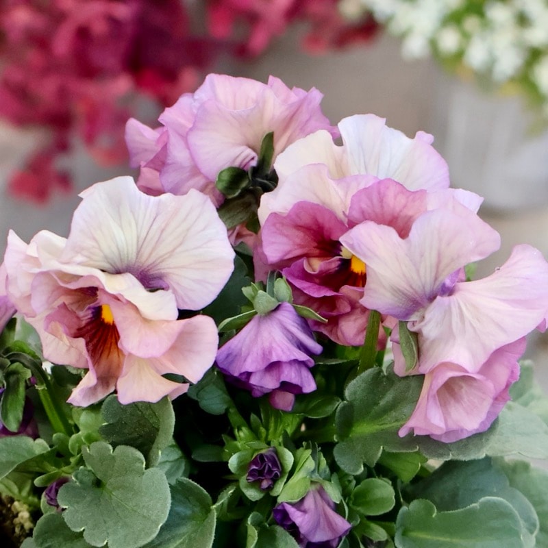 画像の現品1点限り☆桐生ふぁ~む×花日和さんのビオラ「アイクルール