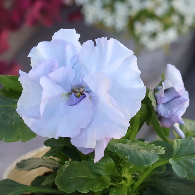 超希少★限定入荷の試作品種《画像の現品いずれか》フリルパンジー「リズ」4番