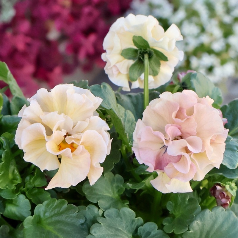 超希少★限定入荷の試作品種《画像の現品いずれか》フリルパンジー「リズ」5番