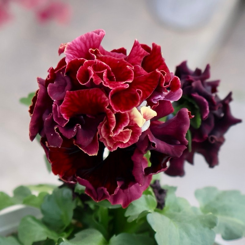 サトウ園芸さん育種「ローブドゥアントワネット」・2025年11月上旬ごろ