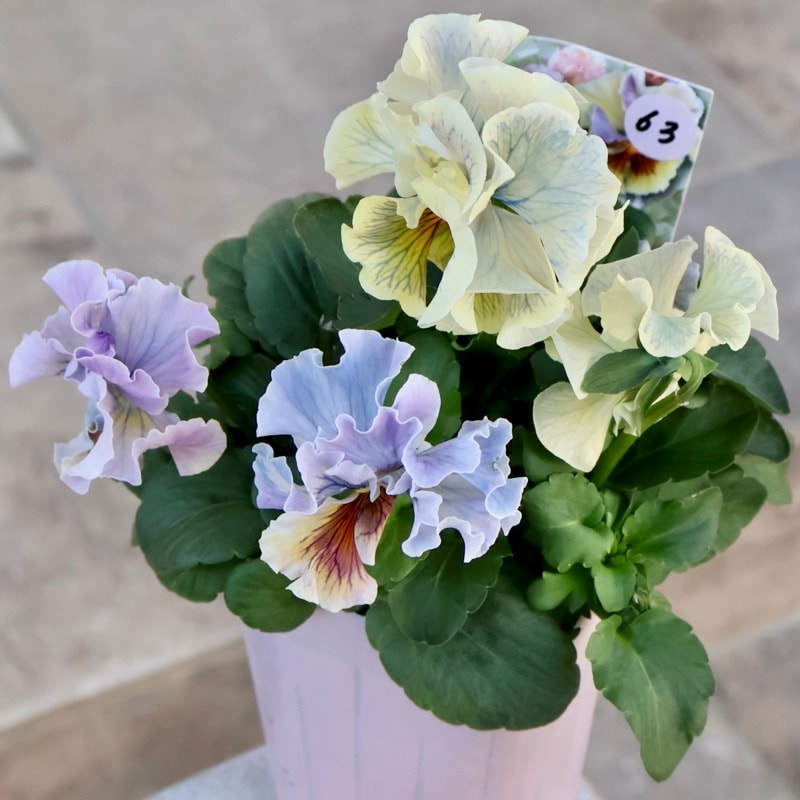 画像の現品1点限り》Rガーデンさんのアンティークフリルパンジー