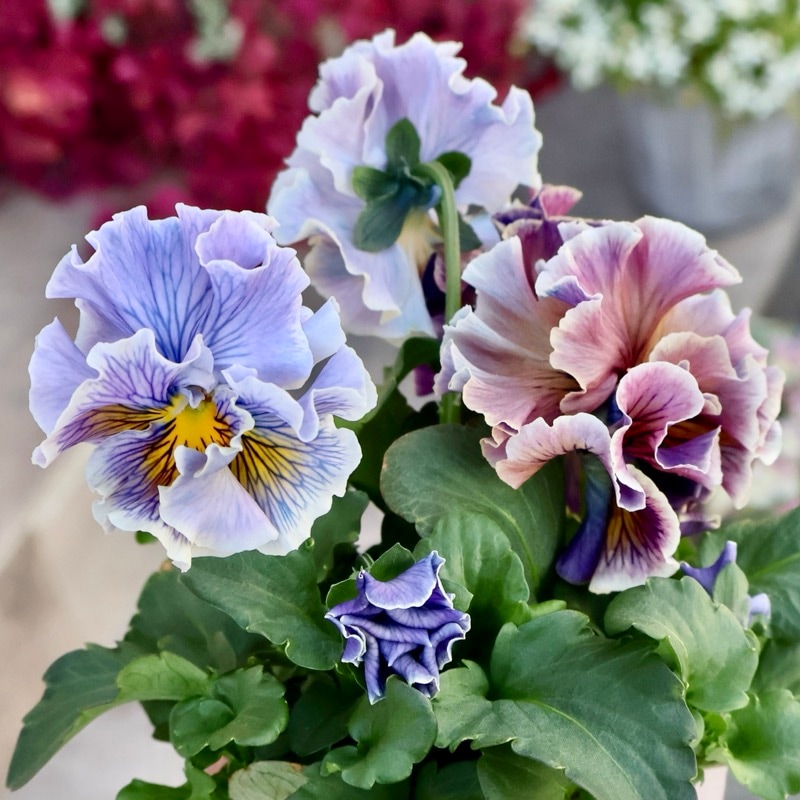 アンティークフリルパンジー・フルール 画像の現品1点限り☆Rガーデンさんのアンティークフリルパンジー