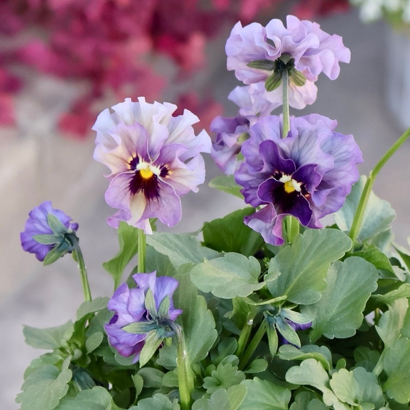 希少☆画像の現品1点限り★石川園芸さんの小輪ビオラ「マイガール」16番