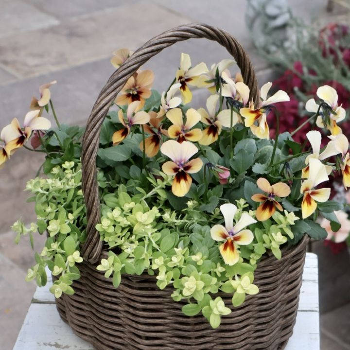 1点物見本鉢★絵になるパピヨンワールドバスケット♪