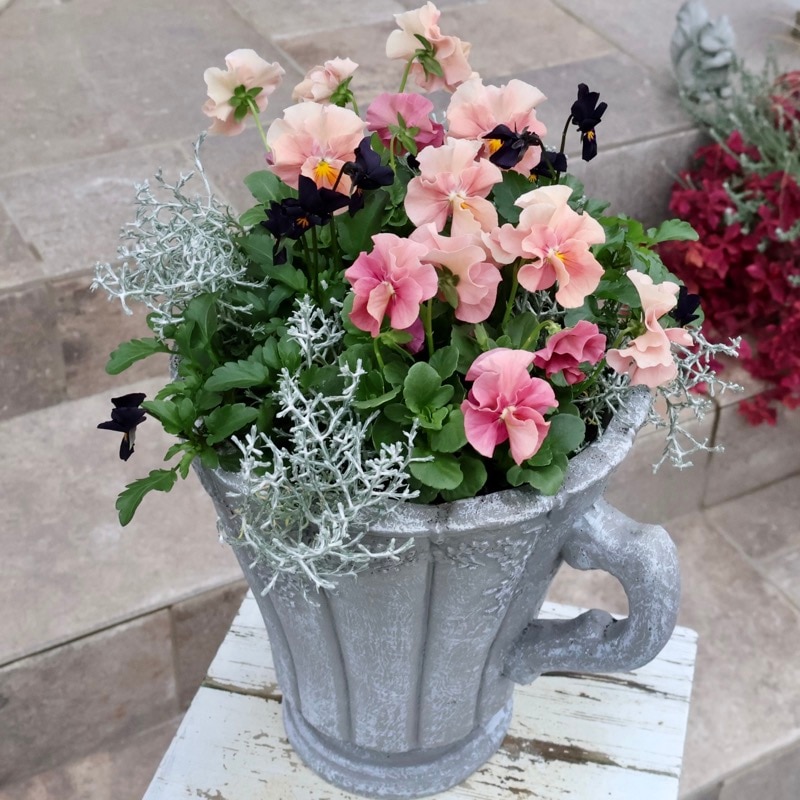 1点物☆グラスファイバーポットの見本鉢★幸運のサンピラーを魅せるブラック&シルバー♪