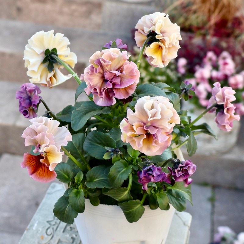 《画像の現品1点限り》 北島園芸さんのフリル咲きビオラ「ドレープ・シエナ」59番　