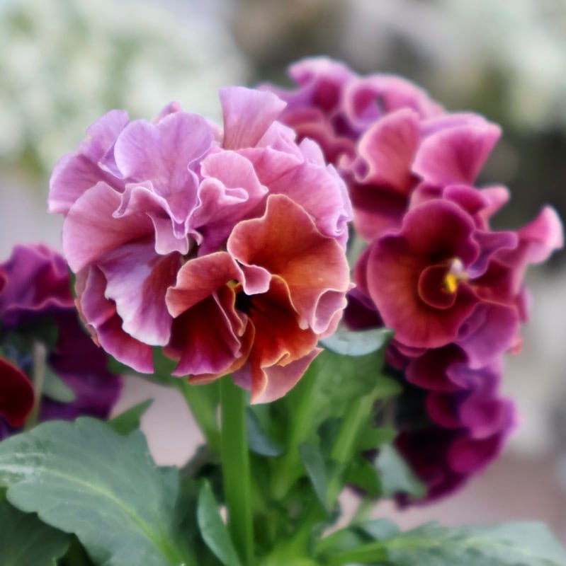 《画像の現品1点限り》 北島園芸さんのフリル咲きビオラ「ドレープ・シエナ」62番　