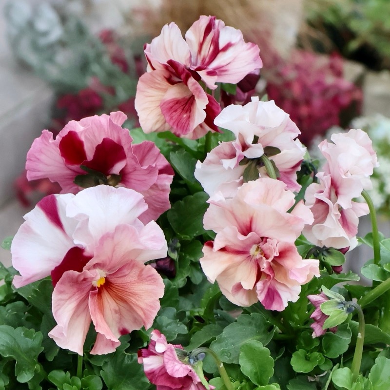 画像の現品いずれか☆うえたパンジー「マリーリーン・プレミアムshibori」<3番>