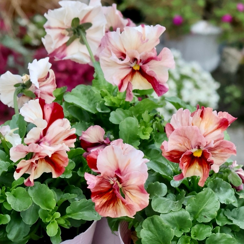 画像で色を選べる!!うえたパンジー「マリーリーン・プレミアムshibori」＜4番＞　