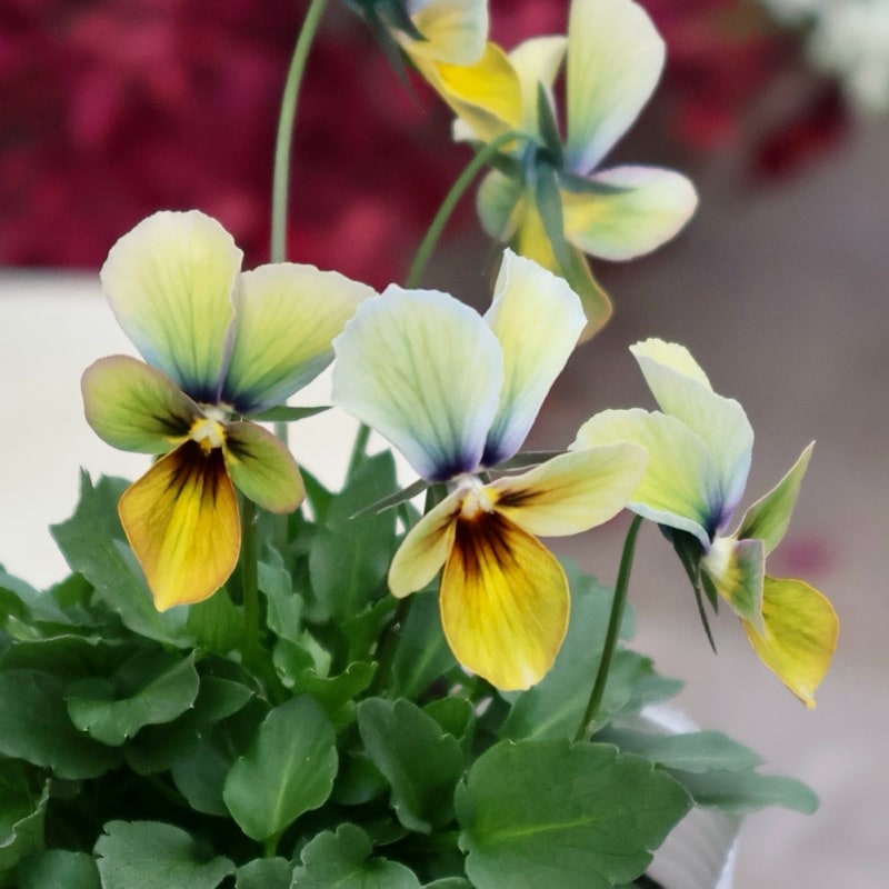 《2025年NEW画像撮影》画像の現品1点限り!!うえたビオラ「パピヨンワールド」315番 