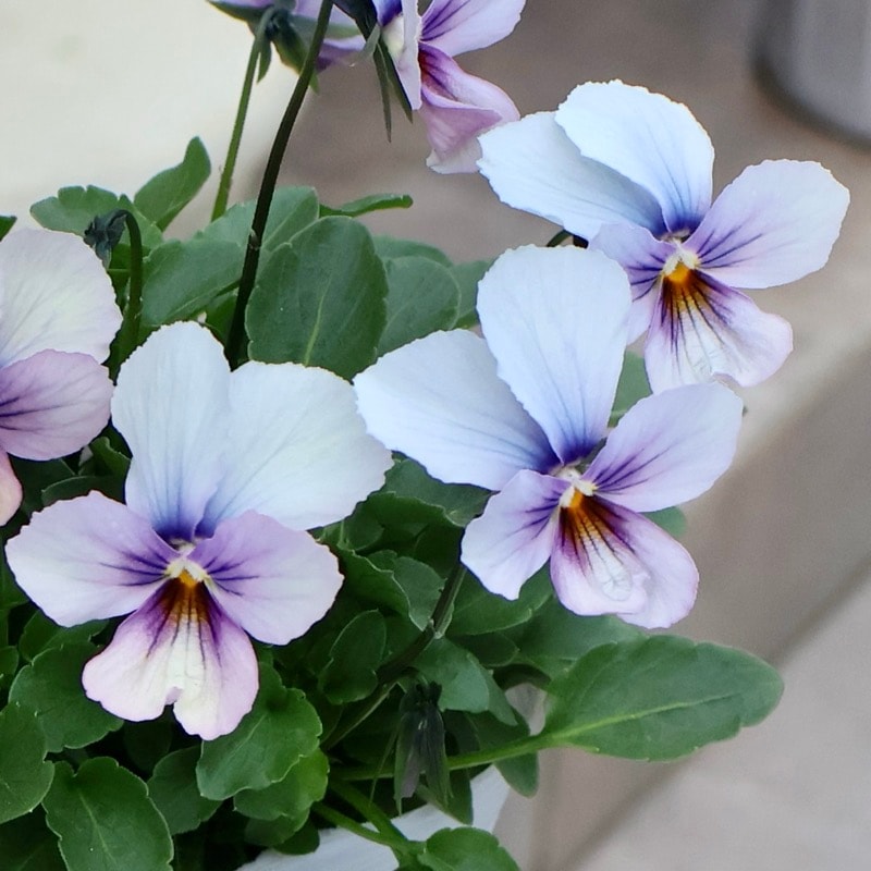 《2025年NEW画像撮影》画像の現品1点限り!!うえたビオラ「パピヨンワールド」316番 