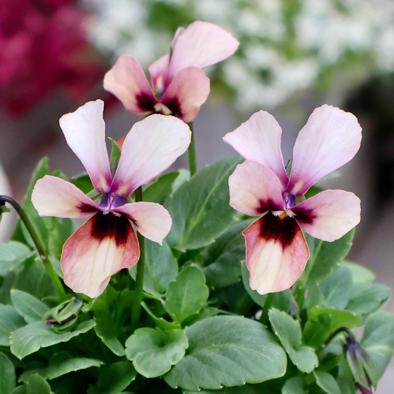 《2025年NEW画像撮影》画像の現品1点限り!!うえたビオラ「パピヨンワールド」317番 