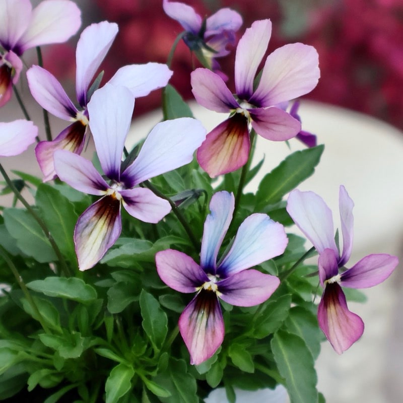 《2025年12月NEW画像撮影》画像で花弁の色・形を選べる!!うえたビオラ「パピヨンワールド」320番 