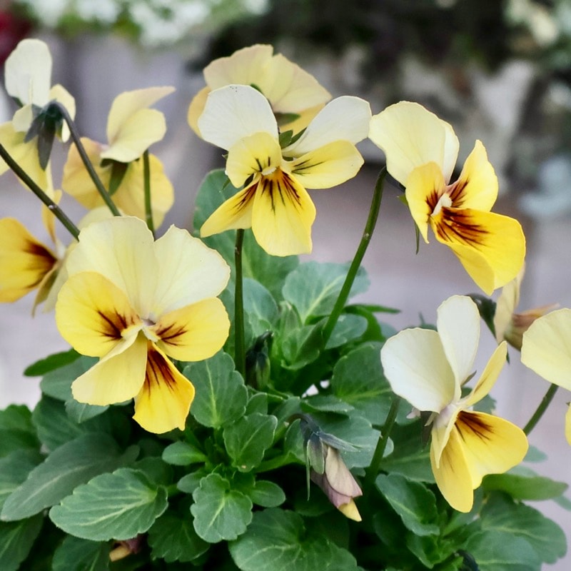 素敵な花苗とおしゃれなガーデニング雑貨｜ネット通販ショップ～風散歩～