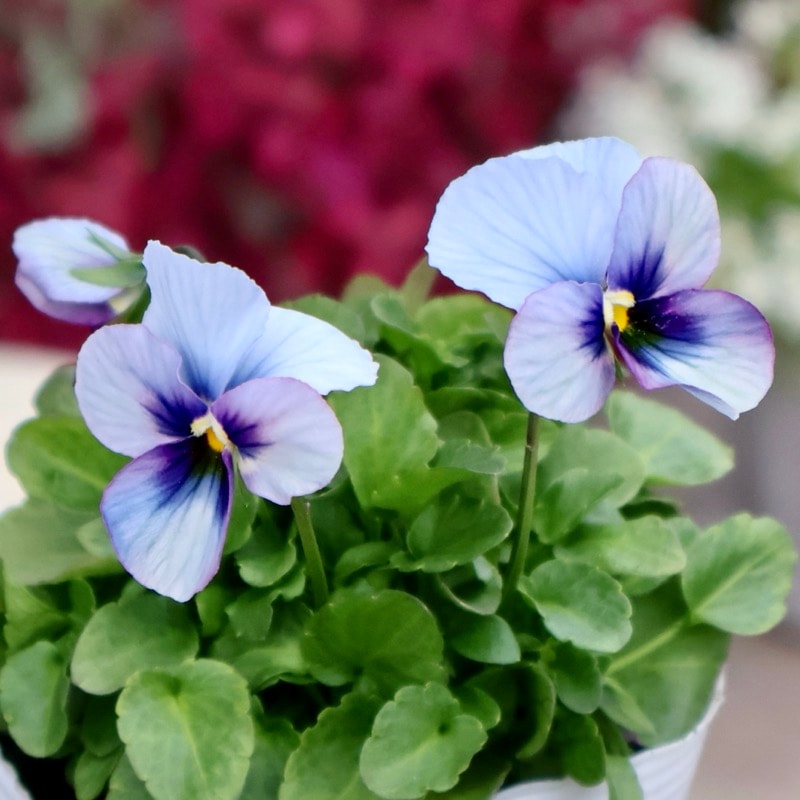 《2025年NEW画像撮影》画像の現品1点限り!!うえたビオラ「パピヨンワールド」322番 