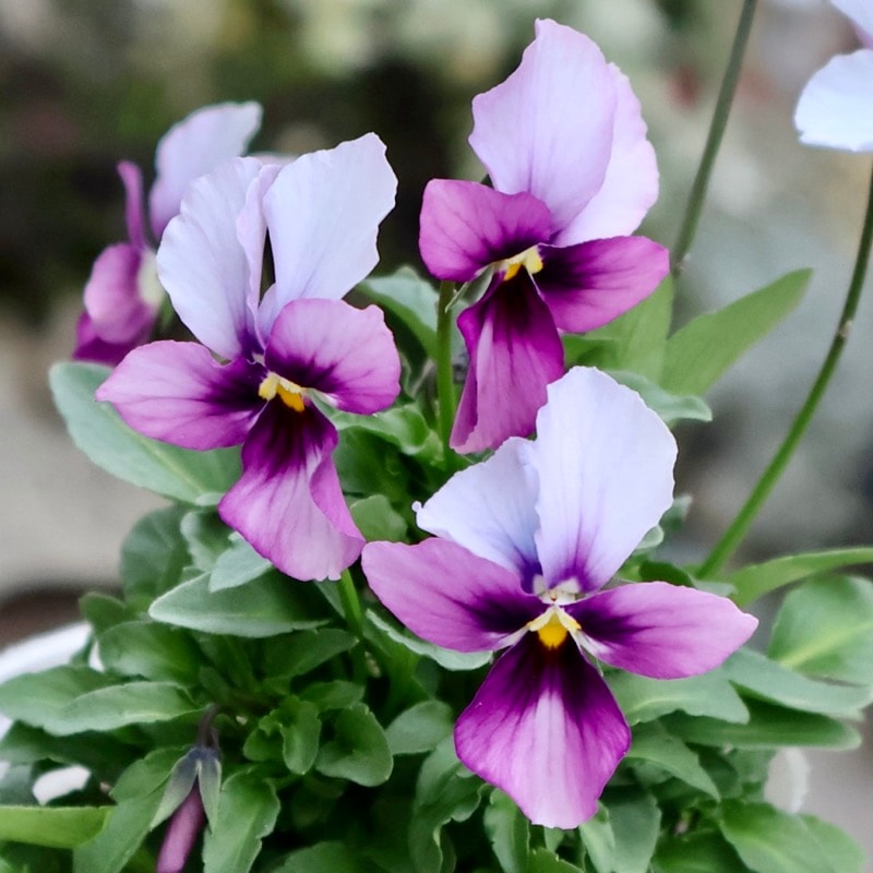 《2025年NEW画像撮影》画像の現品1点限り!!うえたビオラ「パピヨンワールド」323番 