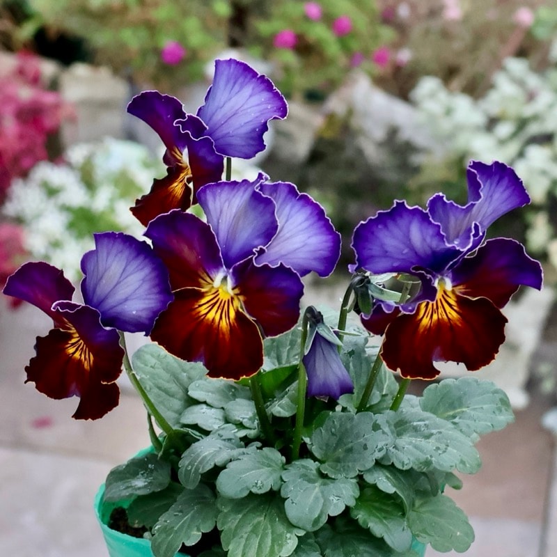 画像の現品1点限り☆ビオラ・ヨコハマセレクション「フレアブルー」9番