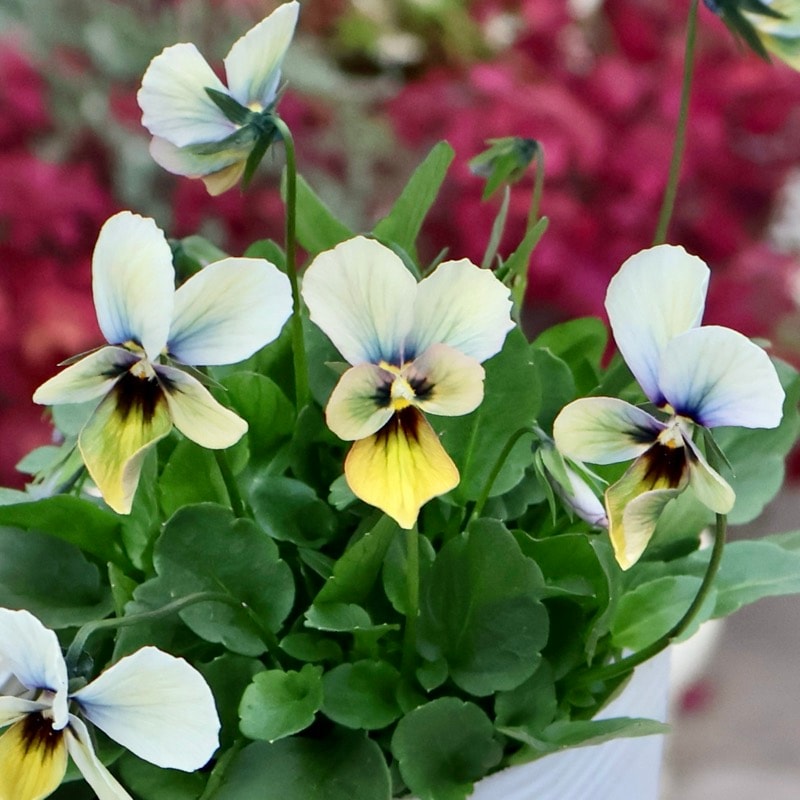 《2025年NEW画像撮影》画像の現品1点限り!!うえたビオラ「パピヨンワールド」324番 