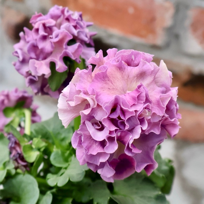 サトウ園芸さん育種「ローブドゥアントワネット」・2025年11月上旬ごろ