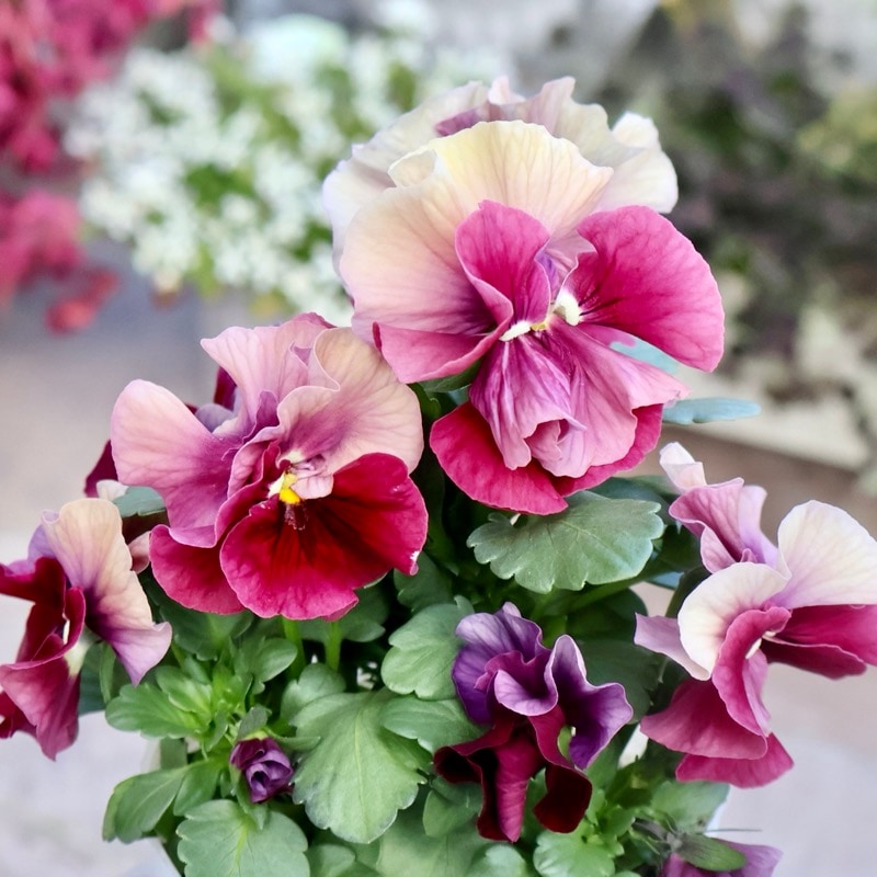 画像の現品1点限り★花日和さんのパンジー「アルバルーチェ」＜6番＞