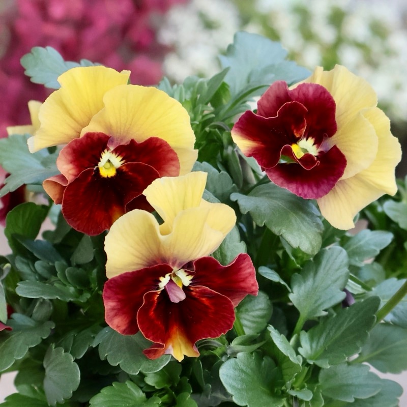 画像の現品1点限り★花日和さんのパンジー「アルバルーチェ」＜7番＞