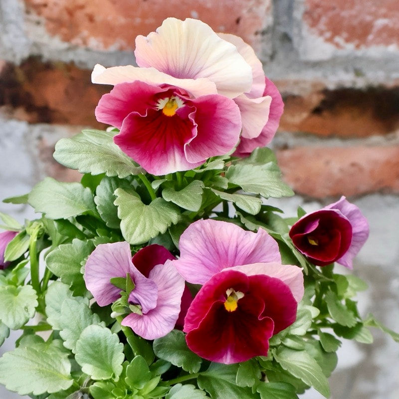 画像の現品1点限り★花日和さんのパンジー「アルバルーチェ」＜8番＞