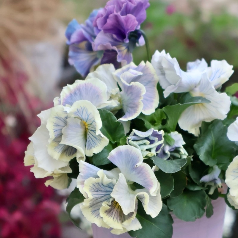 画像の現品1点限り》Rガーデンさんのアンティークフリルパンジー