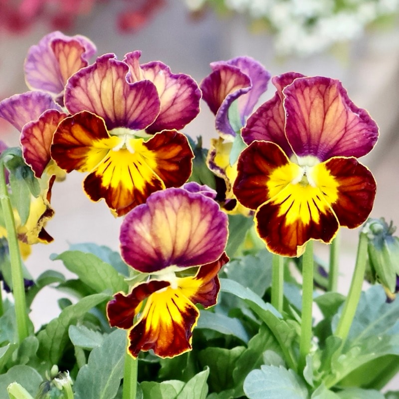 画像の現品1点限り☆スペシャルなサトウ園芸さんのビオラ・ヌーヴェルヴァーグ＜422番＞