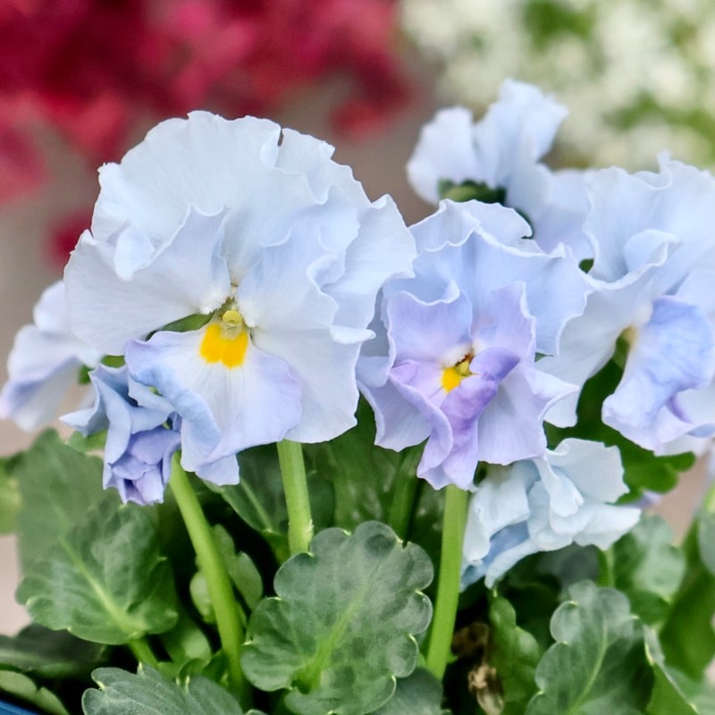 サトウ園芸さん育種「ヌーヴェルヴァーグ」・2025年10月下旬ごろ販売