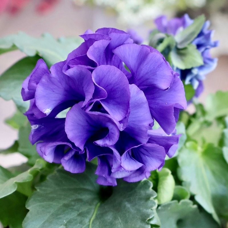 超希少★限定入荷の試作品種《画像の現品いずれか》フリルパンジー「リズ」6番