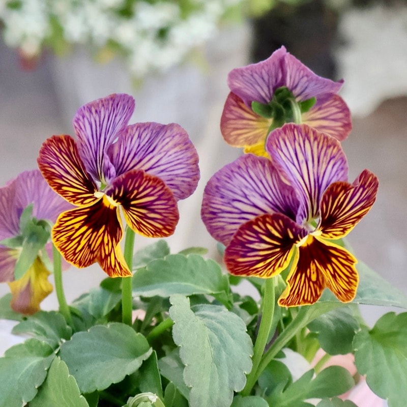 画像で色を選べる》石村あさみさん育種ビオラ「A-STORY・みつばちの