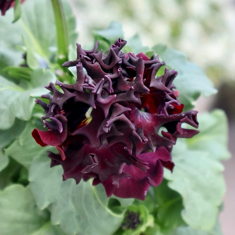 サトウ園芸さん育種「ローブドゥアントワネット」・2025年11月上旬ごろ