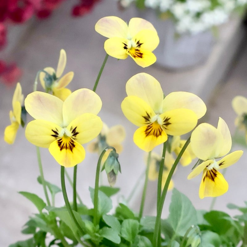 《今期がラスト出荷》希少☆秋田さんの極小輪ビオラ「多摩の星空」<25-4>