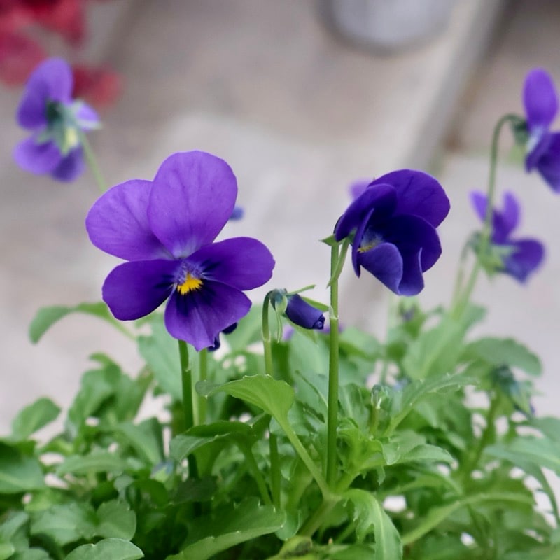 現品1点限り!!《今期がラスト出荷》希少☆秋田さんの極小輪ビオラ「多摩の星空」<25-5>