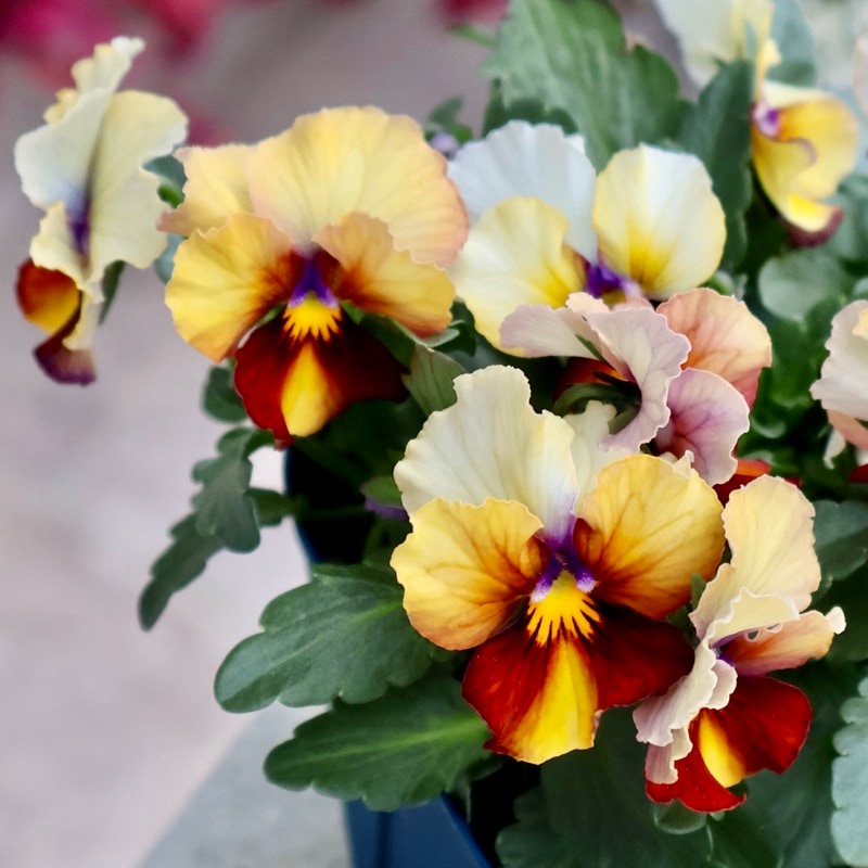 画像の現品1点限り☆スペシャルなサトウ園芸さんのビオラ・ヌーヴェルヴァーグ＜427番＞