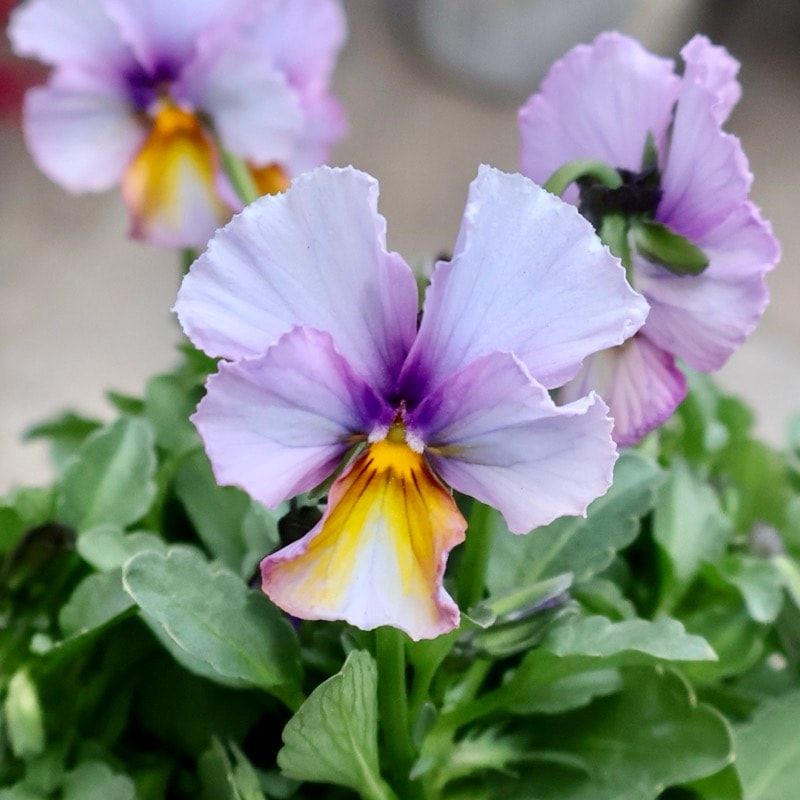 サトウ園芸さん育種「ヌーヴェルヴァーグ」・2025年10月下旬ごろ販売