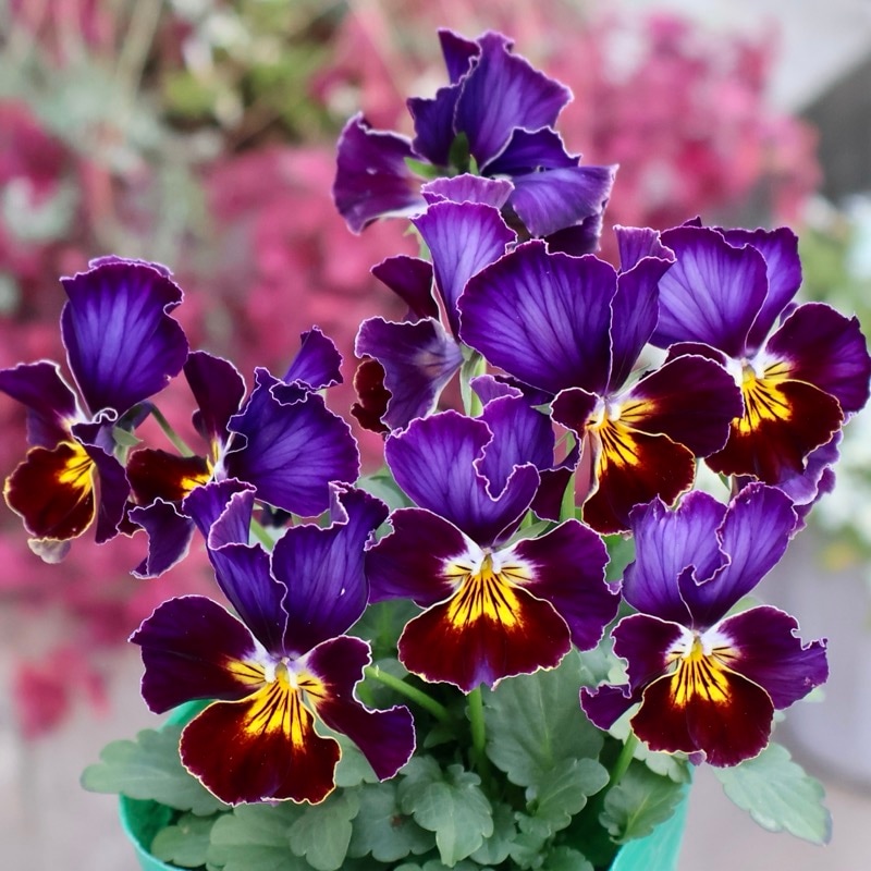 画像の現品1点限り☆ビオラ・ヨコハマセレクション「フレアブルー」11番