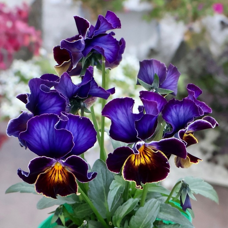 画像の現品1点限り☆ビオラ・ヨコハマセレクション「フレアブルー」12番