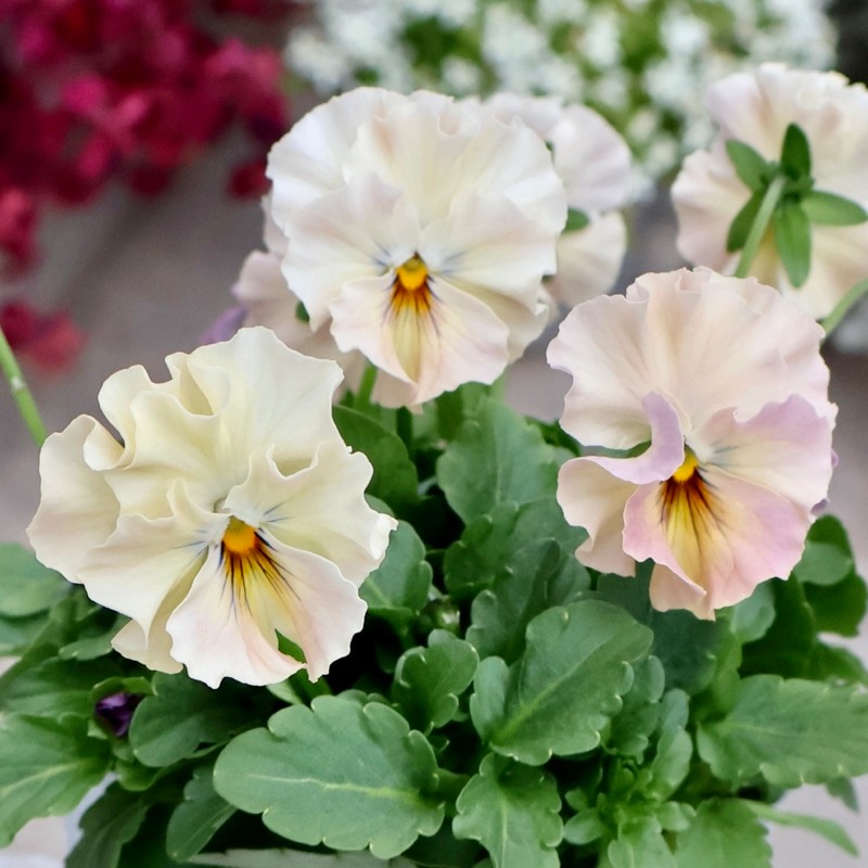 花日和さん育種フリル咲き「バンジー」＆「ビオラ」・2025年10月中下旬