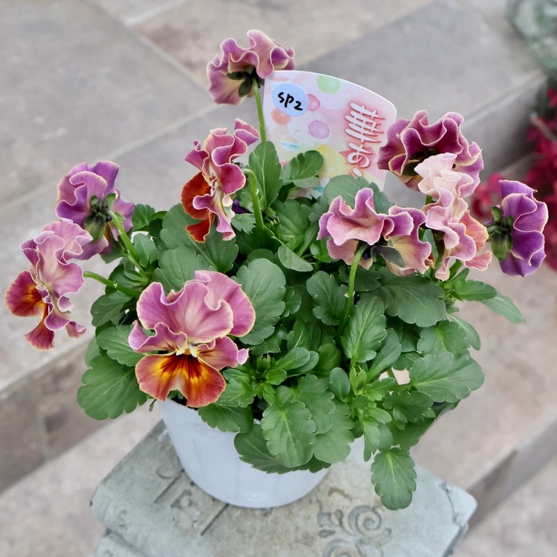 《画像の現品1点限り》超良株☆花日和さんのフリル咲きビオラ「華あられ」＜25SP2＞