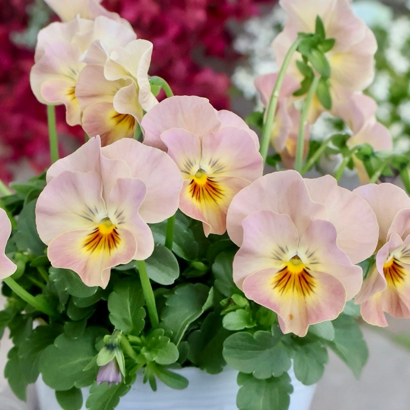 《画像の現品1点限り》超良株☆花日和さんのフリル咲きビオラ「華あられ」＜25SP3＞　