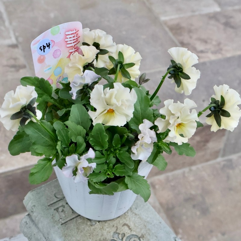 《画像の現品1点限り》超良株☆花日和さんのフリル咲きビオラ「華あられ」＜25SP4＞　