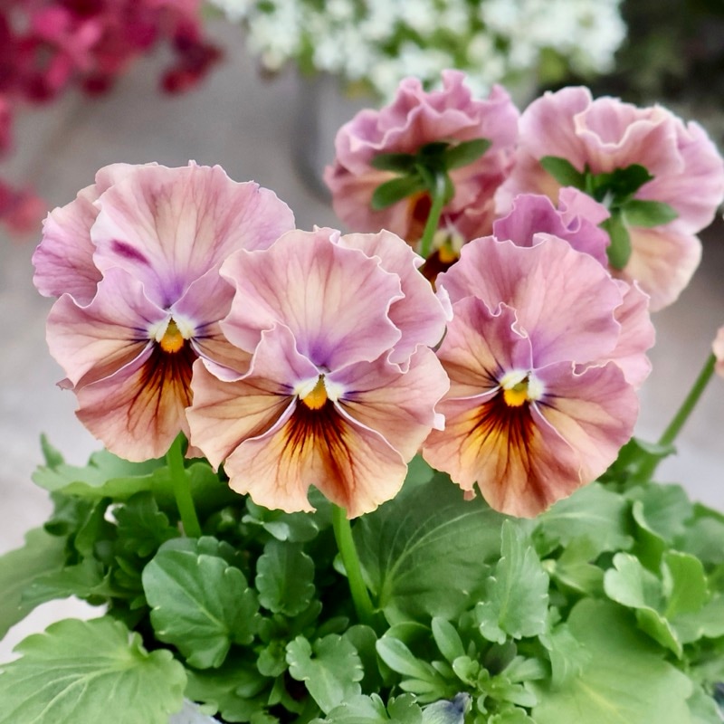 《画像の現品1点限り》超良株☆花日和さんのフリル咲きビオラ「華あられ」＜25SP5＞　