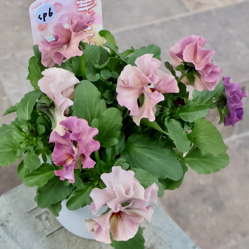 《画像の現品1点限り》超良株☆花日和さんのフリル咲きビオラ「華あられ」＜25SP6＞　