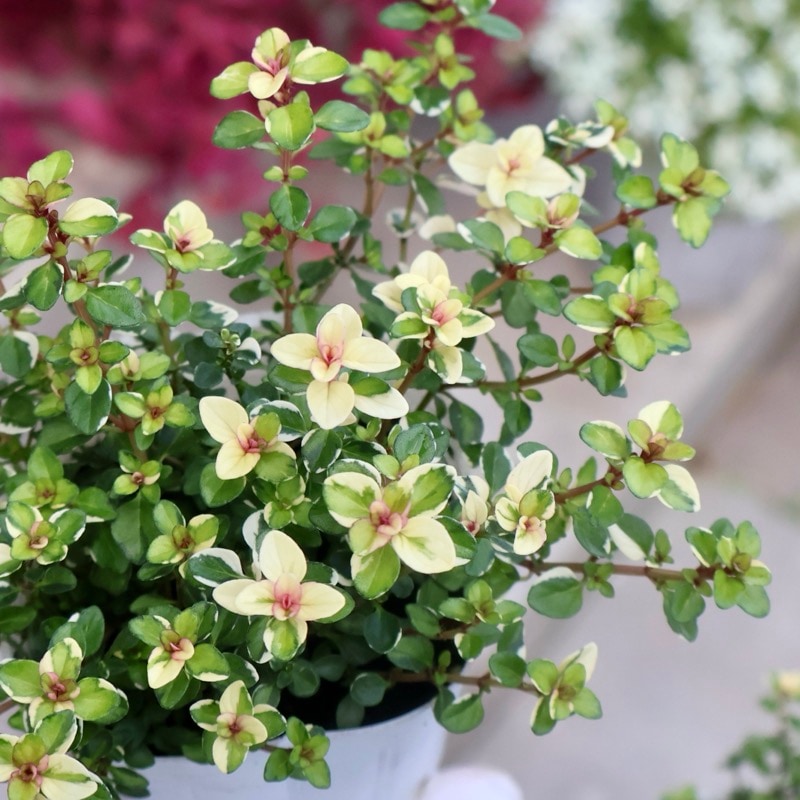 斑入り葉と香りが魅力♪フォックスリータイム「ライムグリーン」